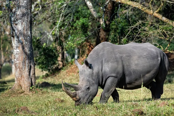 Framed Print : Southern white rhinoceros (Ceratotherium simum) grazing, Ziwa rhino sanctuary, Uganda Framed Print : Southern white rhinoceros (Ceratotherium simum) grazing, Ziwa rhino sanctuary, Uganda