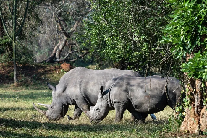 Framed Print : Two Southern white rhinoceros (Ceratotherium simum) grazing, Ziwa rhino sanctuary, Uganda Framed Print : Two Southern white rhinoceros (Ceratotherium simum) grazing, Ziwa rhino sanctuary, Uganda