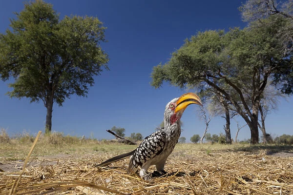Southern yellow-billed hornbill (Tockus leucomelas) on ground, Moremi Game Reserve