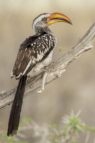 Southern yellow billed hornbill (Tockus leucomelas) perched on branch, Etosha National Park