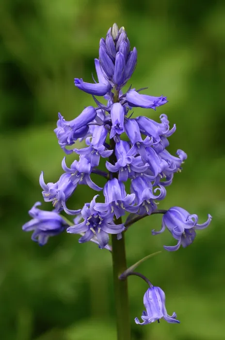Framed Print : Spanish bluebell (Hyacinthoides hispanica) in flower, Dorset, England, UK. May Framed Print : Spanish bluebell (Hyacinthoides hispanica) in flower, Dorset, England, UK. May