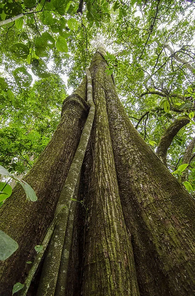 Spanish cedar (Cedrela odorata) tree, Manu National Park, Peru