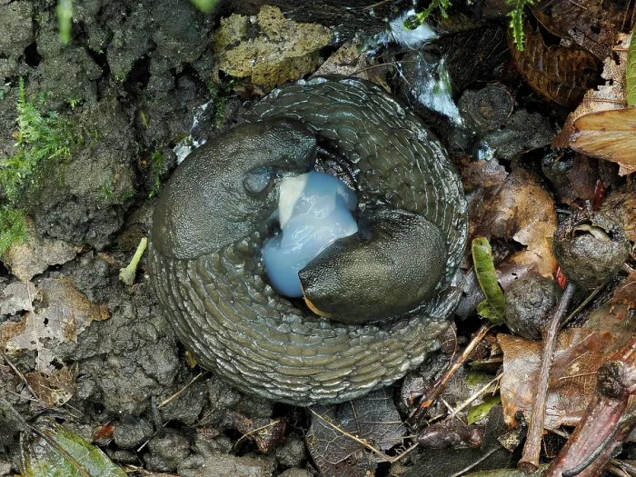 Framed Print : Spanish slugs (Arion vulgaris) mating pair, Hertfordshire, England, UK. September