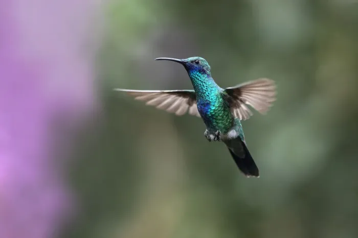Framed Print : Sparkling Violet-ear (Colibri coruscans) hummingbird in flight, Mindo cloud forest ecosystem Framed Print : Sparkling Violet-ear (Colibri coruscans) hummingbird in flight, Mindo cloud forest ecosystem