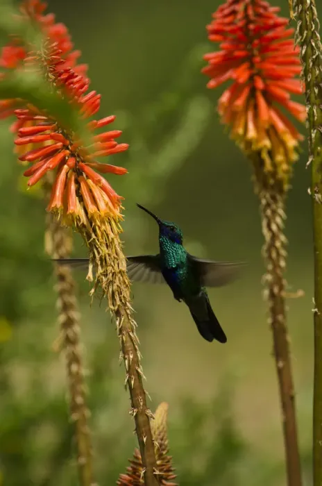 Framed Print : Sparkling violetear hummingbird (Colibri coruscans) at base of Chimborazo Volcano Framed Print : Sparkling violetear hummingbird (Colibri coruscans) at base of Chimborazo Volcano