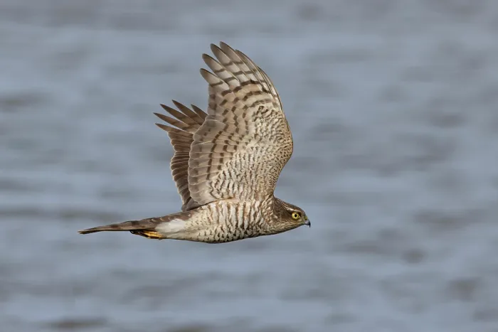 Framed Print : Sparrowhawk (Accipiter nisus) in flight, Cley, Norfolk, England, UK. March Framed Print : Sparrowhawk (Accipiter nisus) in flight, Cley, Norfolk, England, UK. March