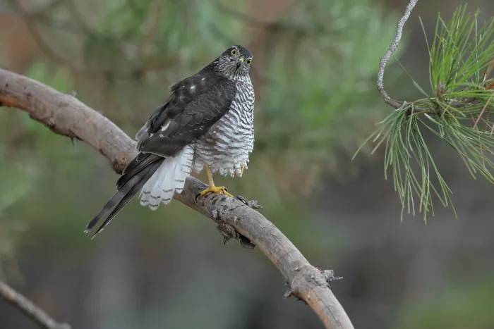 Framed Print : Sparrowhawk (Accipiter nisus) juvenile female, perched on branch, La Rioja, Spain. August Framed Print : Sparrowhawk (Accipiter nisus) juvenile female, perched on branch, La Rioja, Spain. August