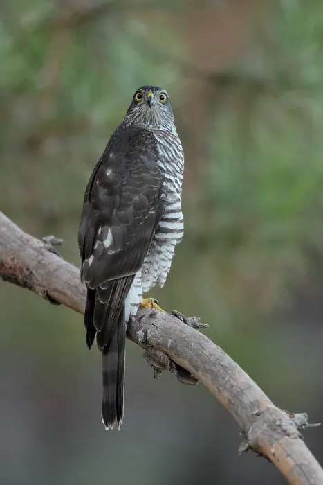 Framed Print : Sparrowhawk (Accipiter nisus) juvenile female, perched on branch, La Rioja, Spain. August Framed Print : Sparrowhawk (Accipiter nisus) juvenile female, perched on branch, La Rioja, Spain. August