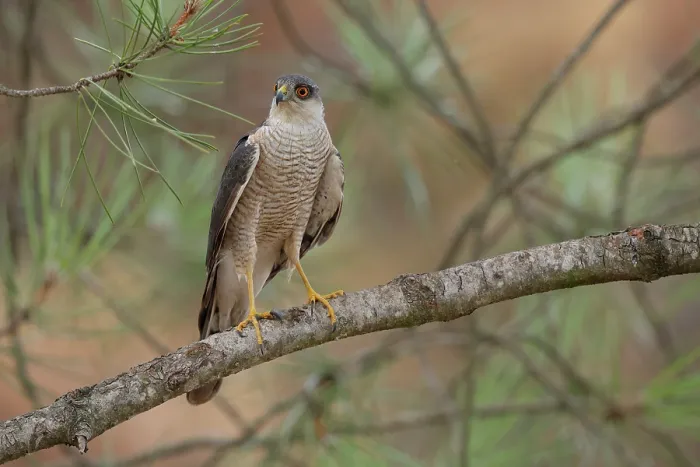 Framed Print : Sparrowhawk (Accipiter nisus) male, perched on a Pine (Pinus sp.) tree, La Rioja, Spain. August Framed Print : Sparrowhawk (Accipiter nisus) male, perched on a Pine (Pinus sp.) tree, La Rioja, Spain. August