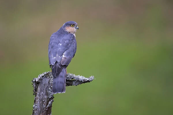 Sparrowhawk (Accipiter nisus) perching on lichen covered snag, Dumfries and Galloway