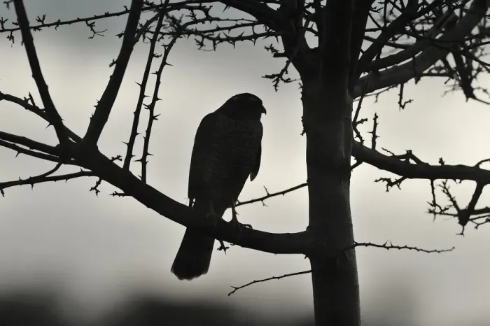 Framed Print : Sparrowhawk (Accipiter nisus) silhouetted, perched in hedgerow in winter, Berwickshire, Scottish Borders, Scotland, UK. November Framed Print : Sparrowhawk (Accipiter nisus) silhouetted, perched in hedgerow in winter, Berwickshire, Scottish Borders, Scotland, UK. November