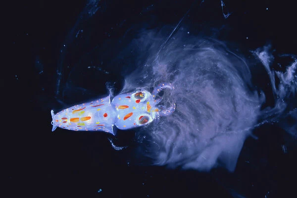 Spear  /  Bleekers Squid {Loligo bleekeri} larva secreting ink, captive, Japan