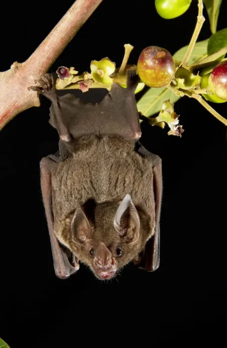 Framed Print : Spear-nosed bat (Phyllostomus elongatus) hanging from a tree branch, Manaus, Brazil Framed Print : Spear-nosed bat (Phyllostomus elongatus) hanging from a tree branch, Manaus, Brazil