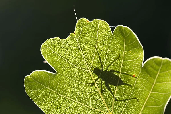 Speckled bush cricket (Leptophyes punctatissima) outline seen through backlit oak leaf