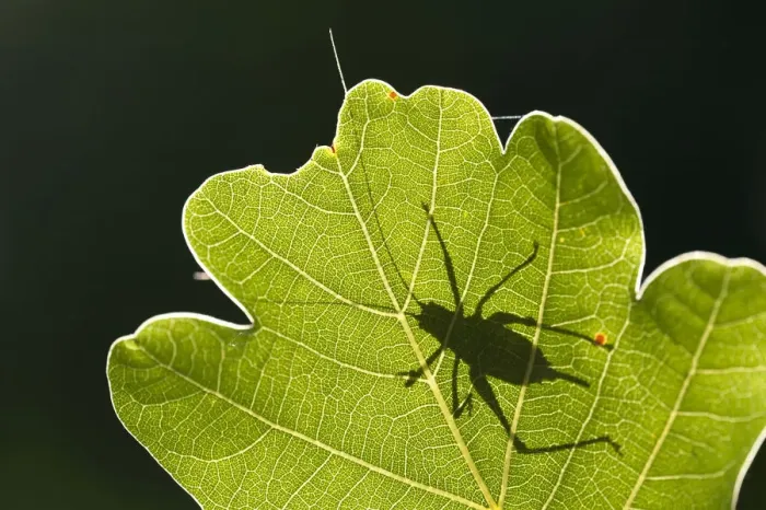 Framed Print : Speckled bush cricket (Leptophyes punctatissima) outline seen through backlit oak leaf Framed Print : Speckled bush cricket (Leptophyes punctatissima) outline seen through backlit oak leaf