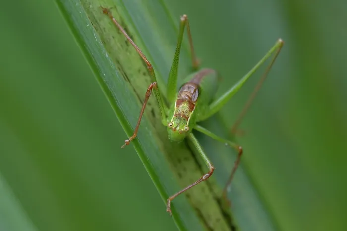 Framed Print : Speckled bush cricket (Leptophyes punctatissima) resting on leaf, Brasschaat, Belgium. August Framed Print : Speckled bush cricket (Leptophyes punctatissima) resting on leaf, Brasschaat, Belgium. August