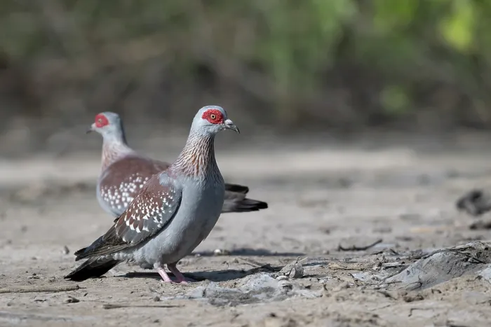 Framed Print : Two Speckled pigeons (Columba guinea) on dry ground, Allahein river, The Gambia