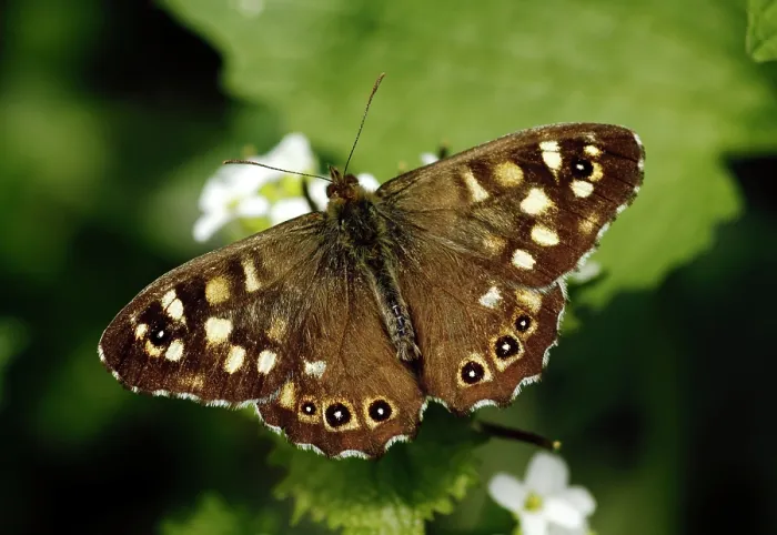 Framed Print : Speckled wood butterfly (Pararge aegeria) feeding on Garlic mustard flowers (Alliaria petiolata), London, England, UK. April Framed Print : Speckled wood butterfly (Pararge aegeria) feeding on Garlic mustard flowers (Alliaria petiolata), London, England, UK. April