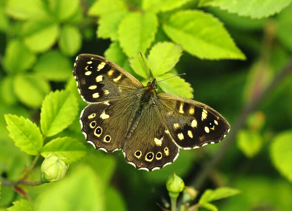 Speckled wood butterfly (Pararge aegeria) female, resting on Dog-rose, London, UK, May