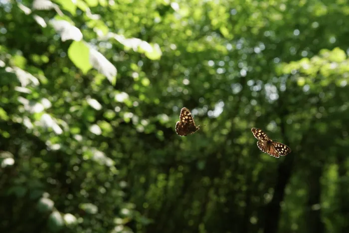 Framed Print : Two Speckled wood butterfly (Pararge aegeria) males chasing each other to defend territory in woodland, Bristol, England, UK, May Framed Print : Two Speckled wood butterfly (Pararge aegeria) males chasing each other to defend territory in woodland, Bristol, England, UK, May