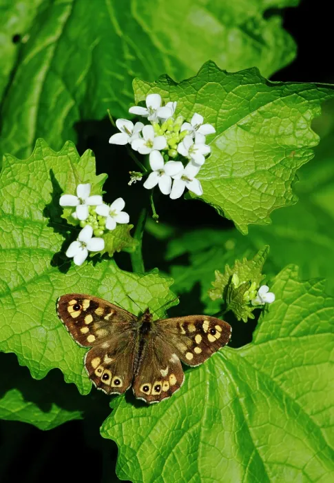 Framed Print : Speckled wood butterfly (Pararge aegeria) resting on Garlic mustard plant (Alliaria petiolata), London, England, UK. April Framed Print : Speckled wood butterfly (Pararge aegeria) resting on Garlic mustard plant (Alliaria petiolata), London, England, UK. April