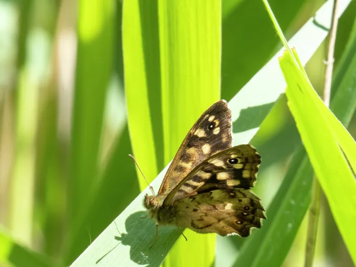 Framed Print : Speckled wood butterfly (Pararge aegeria) resting on a leaf, Leighton Moss RSPB reserve, Lancashire, UK. June Framed Print : Speckled wood butterfly (Pararge aegeria) resting on a leaf, Leighton Moss RSPB reserve, Lancashire, UK. June