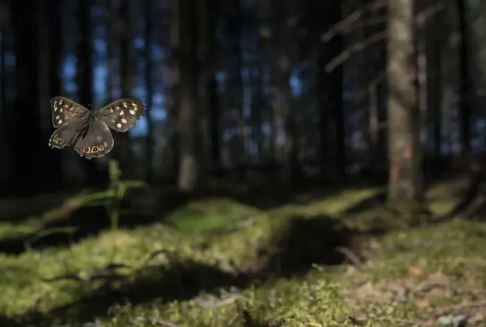 Framed Print : Speckled Wood (Pararge aegeria) male flying in habitat, Finland, April Framed Print : Speckled Wood (Pararge aegeria) male flying in habitat, Finland, April