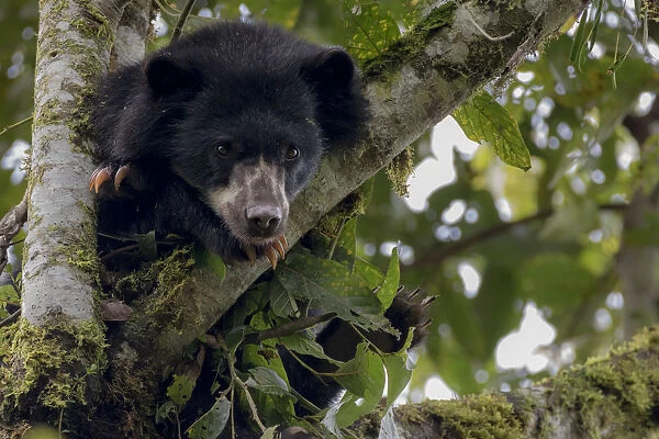 Spectacled or Andean Bear (Tremarctos ornatus) looking out from tree branch, Maquipucuna