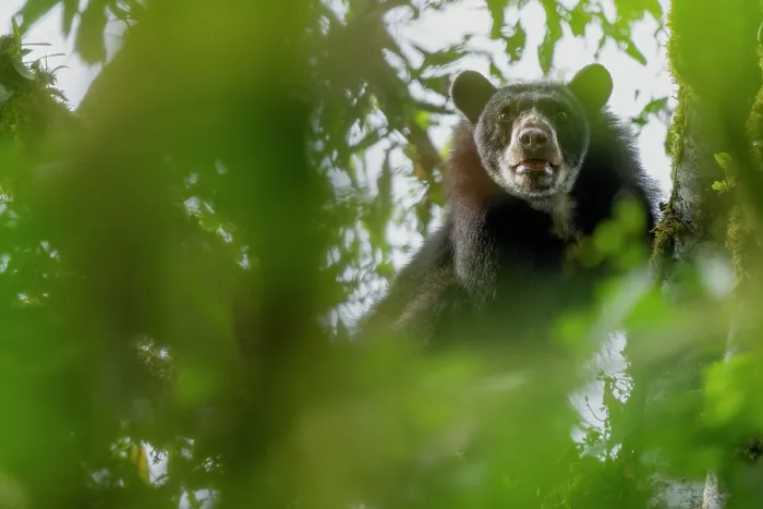 Framed Print : Spectacled bear (Tremarctos ornatus) looking down from tree in cloud forest of the Ecuadorian Choco, Pichincha, Ecuador Framed Print : Spectacled bear (Tremarctos ornatus) looking down from tree in cloud forest of the Ecuadorian Choco, Pichincha, Ecuador