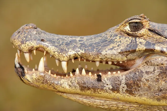Framed Print : Spectacled caiman (Caiman crocodilus) head portrait, Pantanal, Mato Grosso, Brazil Framed Print : Spectacled caiman (Caiman crocodilus) head portrait, Pantanal, Mato Grosso, Brazil