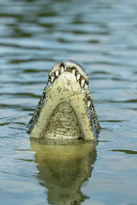 Framed Print : Spectacled caiman (Caiman crocodilus) raising head above river surface, Pantanal, Mato Grosso, Brazil Framed Print : Spectacled caiman (Caiman crocodilus) raising head above river surface, Pantanal, Mato Grosso, Brazil