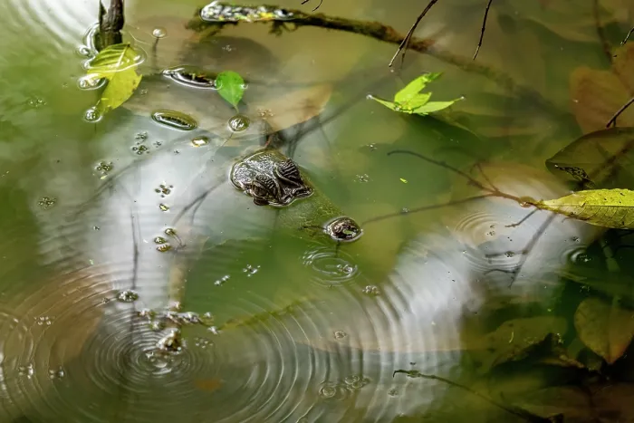 Framed Print : Spectacled caiman (Caiman crocodilus) resting in a pond in the rain, Osa Peninsula, Costa Rica Framed Print : Spectacled caiman (Caiman crocodilus) resting in a pond in the rain, Osa Peninsula, Costa Rica