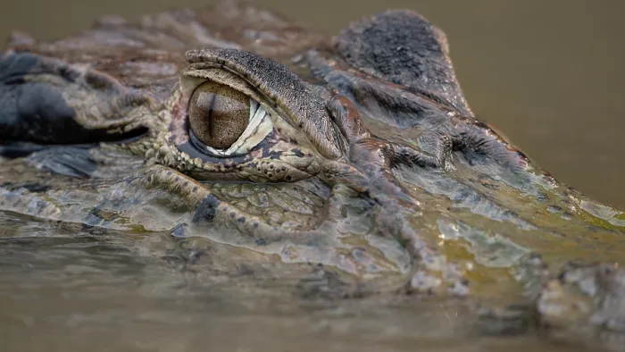 Framed Print : Spectacled caiman (Caiman crocodilus) submerged in river, head portrait, Rio Yacuma, El Beni, Bolivia Framed Print : Spectacled caiman (Caiman crocodilus) submerged in river, head portrait, Rio Yacuma, El Beni, Bolivia