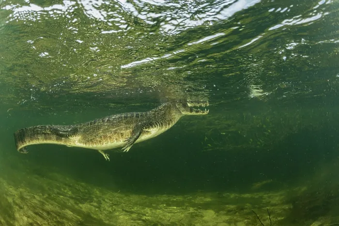 Framed Print : Spectacled caiman (Caiman crocodilus) swimming underwater, Pantanal, Mato Grosso, Brazil Framed Print : Spectacled caiman (Caiman crocodilus) swimming underwater, Pantanal, Mato Grosso, Brazil