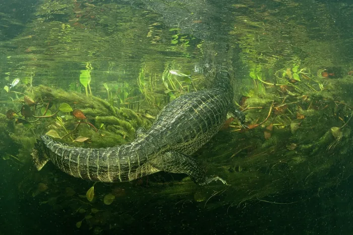Framed Print : Spectacled caiman (Caiman crocodilus) swimming underwater among aquatic vegetation, Pantanal, Mato Grosso, Brazil