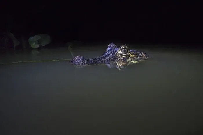 Framed Print : Spectacled caiman (Caiman crocodilus) in water at night, Mato Grosso, Pantanal, Brazil Framed Print : Spectacled caiman (Caiman crocodilus) in water at night, Mato Grosso, Pantanal, Brazil