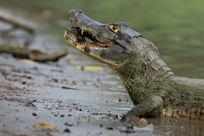 Framed Print : Spectacled caiman (Caiman crocodilus) at water's edge with fish prey in mouth, Rio Yacuma, El Beni, Bolivia Framed Print : Spectacled caiman (Caiman crocodilus) at water's edge with fish prey in mouth, Rio Yacuma, El Beni, Bolivia