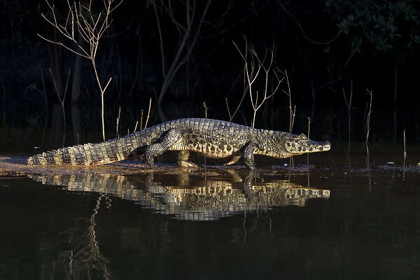 Spectacled caiman (Caiman yacare) walking on a sandy shore at the edge of a river at night
