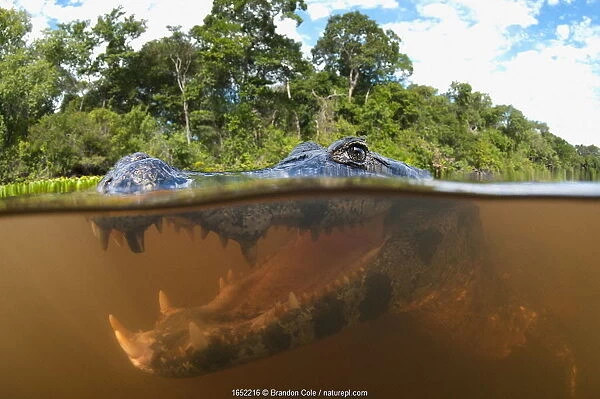 Spectacled caiman (Caiman yacare), split level view in the Pantanal wetlands region