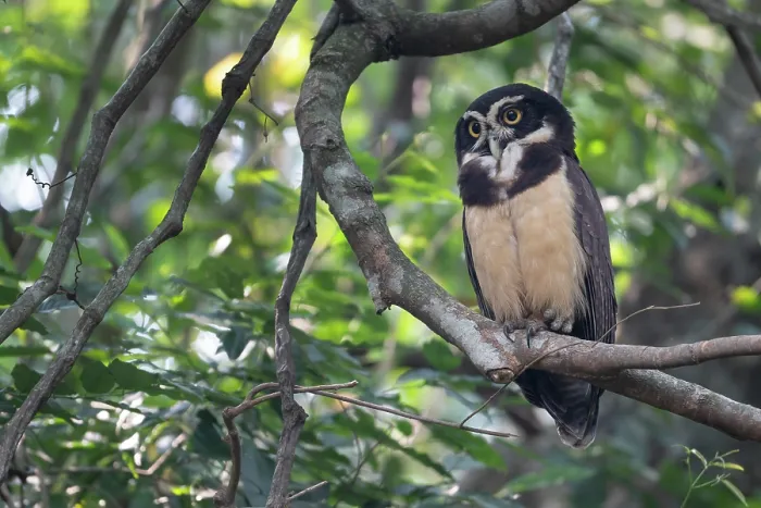 Framed Print : Spectacled owl (Pulsatrix perspicillata) perched in tree, Pampas del Yacuma, El Beni, Bolivia Framed Print : Spectacled owl (Pulsatrix perspicillata) perched in tree, Pampas del Yacuma, El Beni, Bolivia