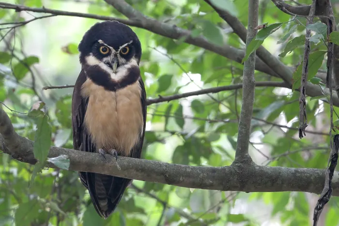 Framed Print : Spectacled owl (Pulsatrix perspicillata) perched in tree, Pampas del Yacuma, El Beni, Bolivia Framed Print : Spectacled owl (Pulsatrix perspicillata) perched in tree, Pampas del Yacuma, El Beni, Bolivia