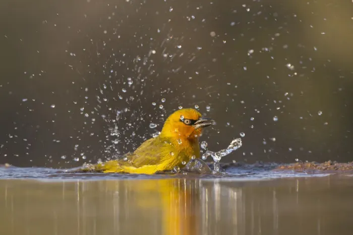 Framed Print : Spectacled weaver (Ploceus ocularis) bathing, Zimanga Private Game Reserve, KwaZulu-Natal Framed Print : Spectacled weaver (Ploceus ocularis) bathing, Zimanga Private Game Reserve, KwaZulu-Natal
