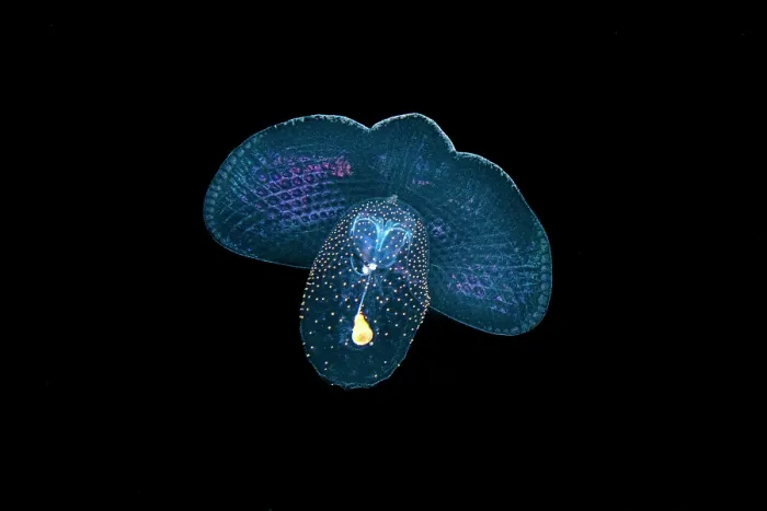 Framed Print : Spectacular coralla (Corolla spectabilis) a pelagic pteropod mollusc / Sea butterfly, drifting in open water at night, Seven Mile Beach, Grand Cayman, Cayman Islands Framed Print : Spectacular coralla (Corolla spectabilis) a pelagic pteropod mollusc / Sea butterfly, drifting in open water at night, Seven Mile Beach, Grand Cayman, Cayman Islands
