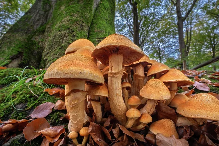 Framed Print : Spectacular rustgill (Gymnopilus junonius) cluster at base of tree trunk in autumn forest, Belgium. October Framed Print : Spectacular rustgill (Gymnopilus junonius) cluster at base of tree trunk in autumn forest, Belgium. October