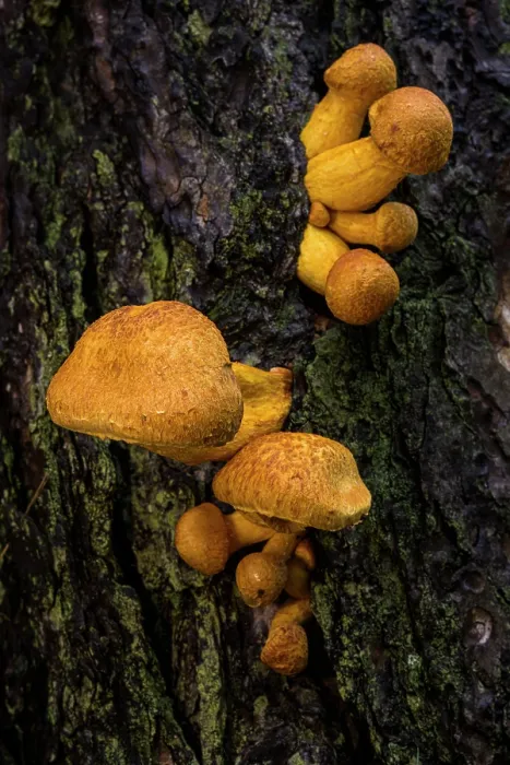 Framed Print : Spectacular rustgill (Gymnopilus spectabilis) mushrooms growing on tree trunk, Italy. October