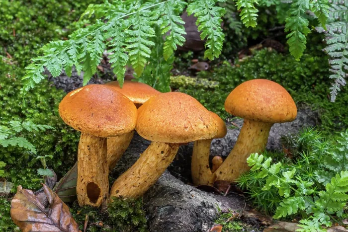 Framed Print : Spectacular rustgill mushrooms (Gymnopilus junonius) growing in forest in autumn, Flanders, Belgium. October Framed Print : Spectacular rustgill mushrooms (Gymnopilus junonius) growing in forest in autumn, Flanders, Belgium. October