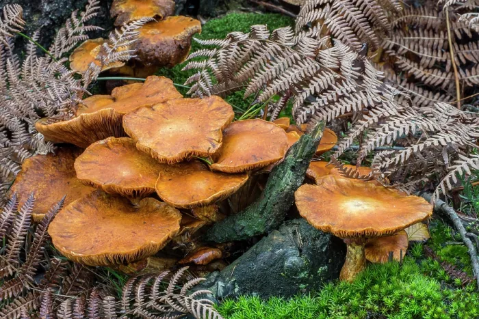 Framed Print : Spectacular rustgill mushrooms (Gymnopilus junonius) growing on forest floor in autumn, Flanders, Belgium. October Framed Print : Spectacular rustgill mushrooms (Gymnopilus junonius) growing on forest floor in autumn, Flanders, Belgium. October