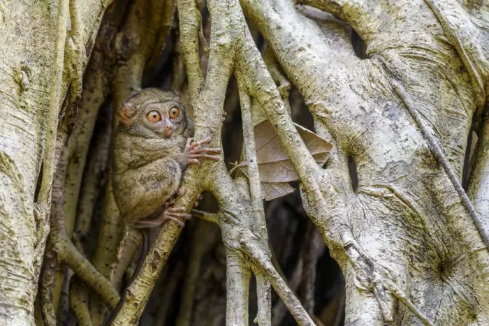 Framed Print : Spectral tarsier (Tarsius spectrum) in day-time roost tree (Ficus sp. ) Framed Print : Spectral tarsier (Tarsius spectrum) in day-time roost tree (Ficus sp. )