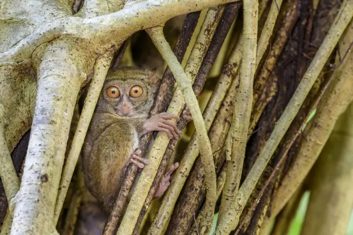 Framed Print : Spectral tarsier (Tarsius spectrum) in day-time roost tree (Ficus sp. ) Framed Print : Spectral tarsier (Tarsius spectrum) in day-time roost tree (Ficus sp. )