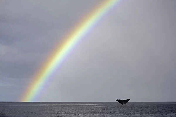 Sperm whale (Physeter macrocephalus) tail fluke above water as it dives below a rainbow